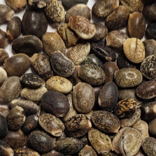 Lupinus Micranthus & Lupine Seeds