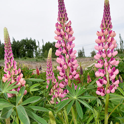 Lupinus-Micranthus-Lupine-Seeds