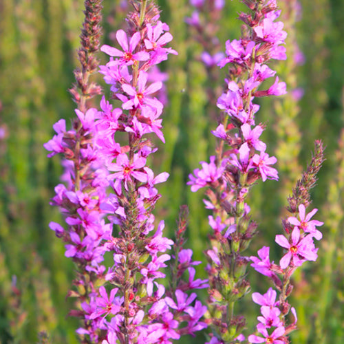 Lythrum Salicaria & Loosestrife Seeds