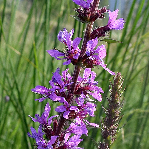 Lythrum-Salicaria-Purple-Lythrum-Seeds
