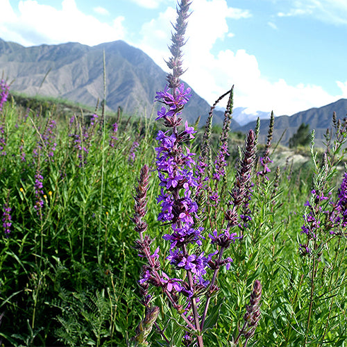 Lythrum-Salicaria-Purple-Lythrum-Seeds