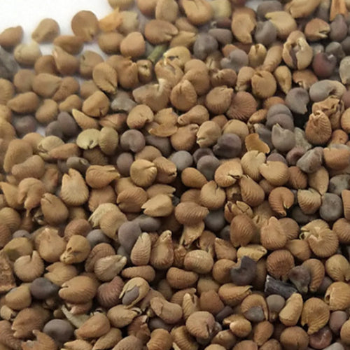 Malope Trifida & Mallow Wort Seeds