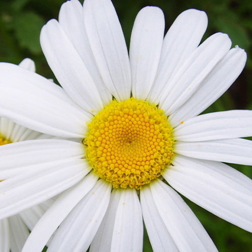 Mauranthemum Paludosum $ Creeping Daisy Seeds