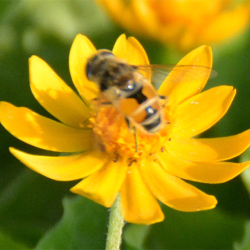Melampodium-Paludosum-Butter-Daisy-Seeds