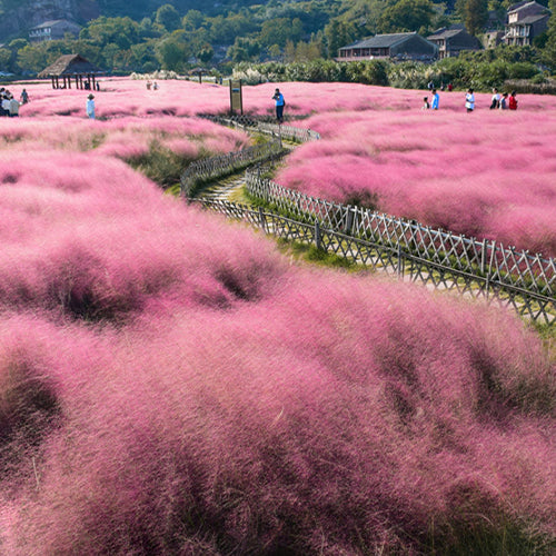 Muhlenbergia Capillaris Seeds