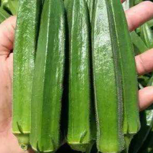 Okra Seeds