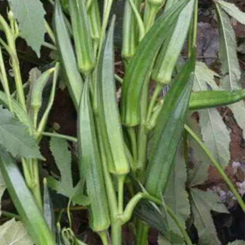 Okra Seeds