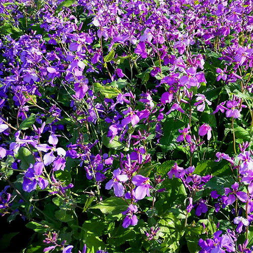 Orychophragmus-Violaceus-Chinese-Violet-Cress-Seeds
