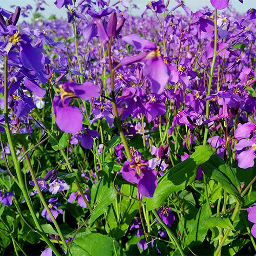 Orychophragmus-Violaceus-Chinese-Violet-Cress-Seeds