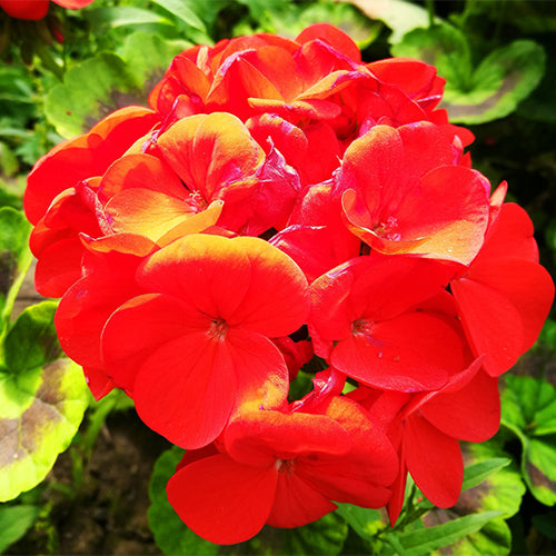 Pelargonium-Hortorum-Geranium-Seeds