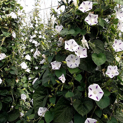 Petunia-Hybrida-Morning-Glory-Seeds