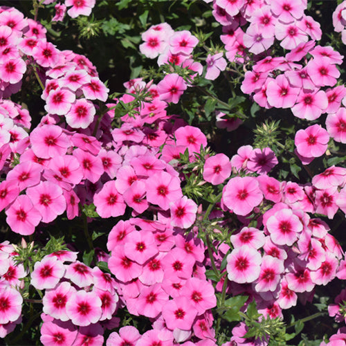 Phlox-Drummondii-Annual-Phlox-Seeds