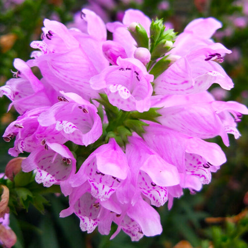 Physostegia Virginiana & False Dragonhead Seeds