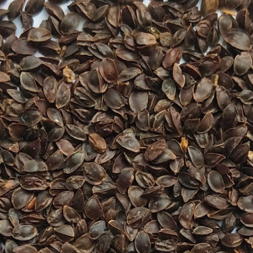 Physostegia Virginiana & False Dragonhead Seeds