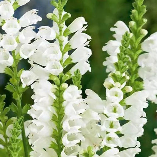 Physostegia Virginiana & False Dragonhead Seeds