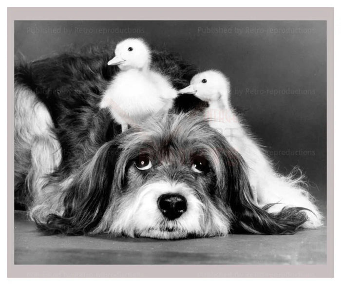 Pippin with Chicks - VINTAGEARTREPRINTS.COM