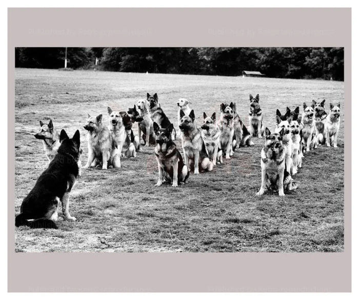 Police Dog Academy - VINTAGEARTREPRINTS.COM