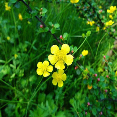 Potentilla-Chinensis-Seeds