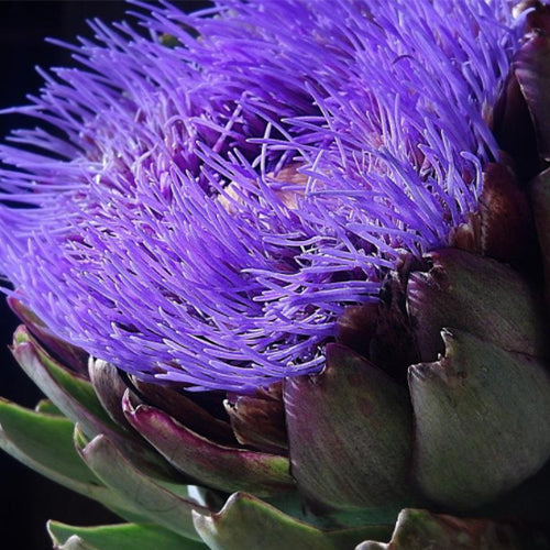 Purple-Cynarascolymus-Artichoke-Seeds