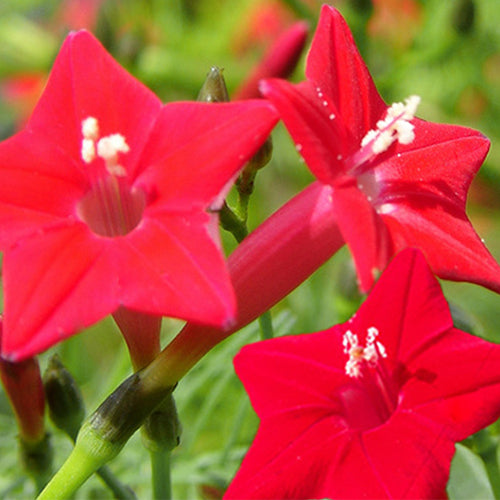 Quamoclit Pennata & Cypress Vine Seeds