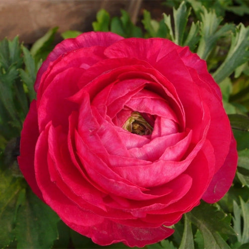 Ranunculus-Asiaticus-Persian-Buttercups-Seeds
