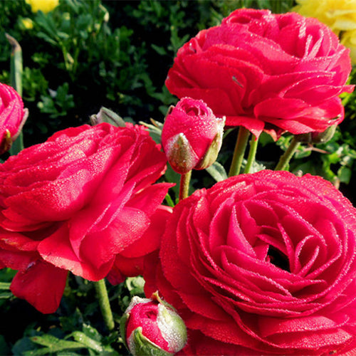 Ranunculus-Asiaticus-Persian-Buttercups-Seeds