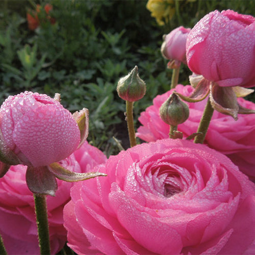 Ranunculus-Asiaticus-Persian-Buttercups-Seeds