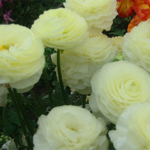 Ranunculus-Asiaticus-Persian-Buttercups-Seeds