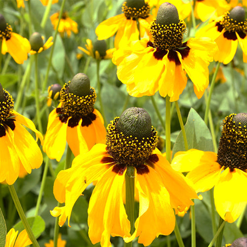 Ratibida Columnifera & Upright Prairie Coneflower Seeds