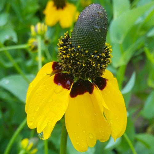 Ratibida Columnifera & Upright Prairie Coneflower Seeds