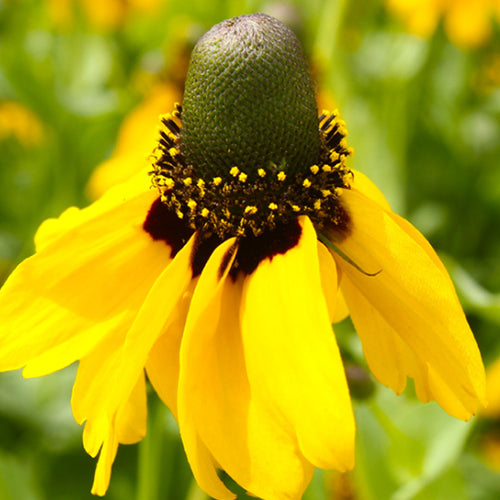 Ratibida Columnifera & Upright Prairie Coneflower Seeds