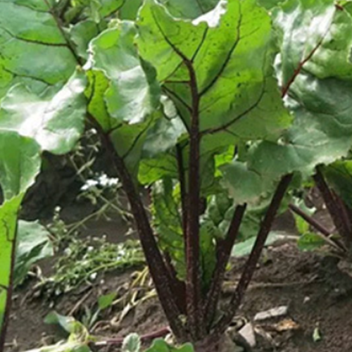 Red Beetroot & Beet Seeds