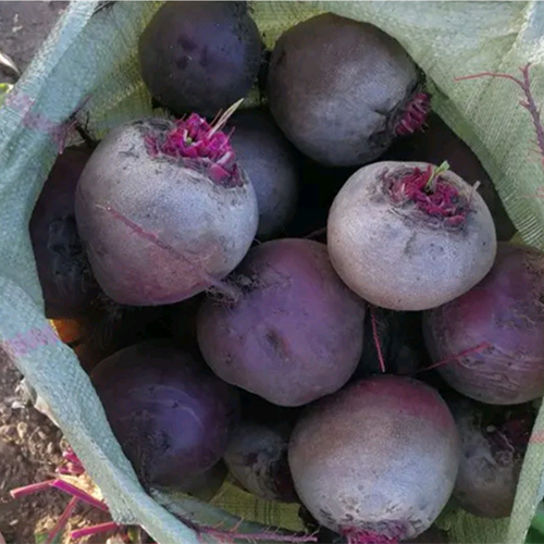 Red Beetroot & Beet Seeds
