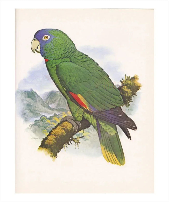 Red Necked Amazon no. 557 - VINTAGEARTREPRINTS.COM