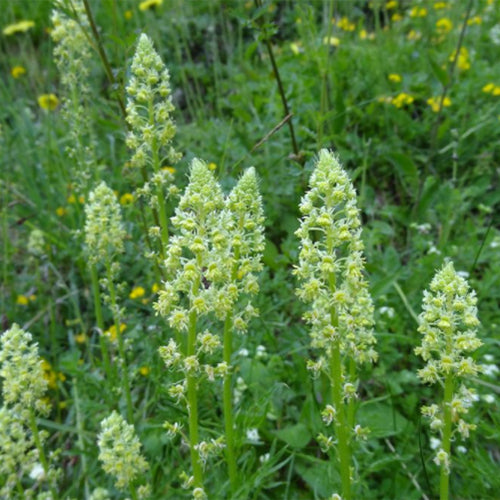 Reseda-Odorata-Mignonette-Seeds