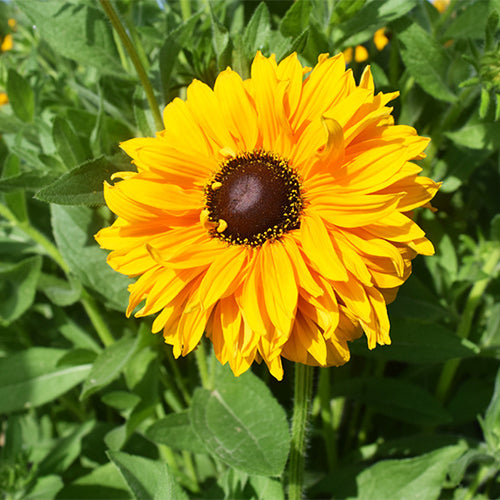 Rudbeckia-Hirta-Black-Eyed-Susan-Seeds