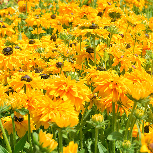 Rudbeckia-Hirta-Black-Eyed-Susan-Seeds