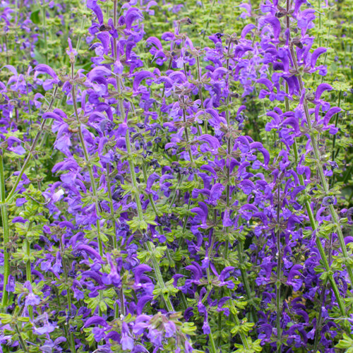 Salvia Japonica & Sage Seeds