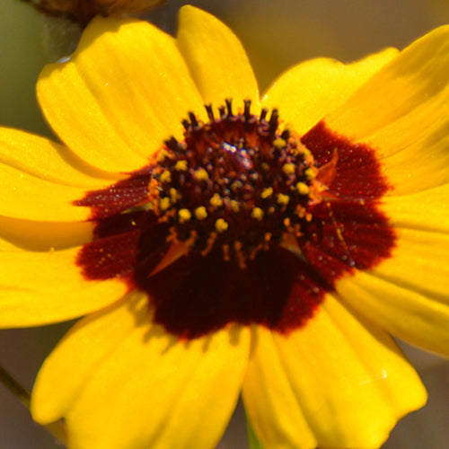 Sanvitalia Procumbens & Snake Eyes Daisy Seeds