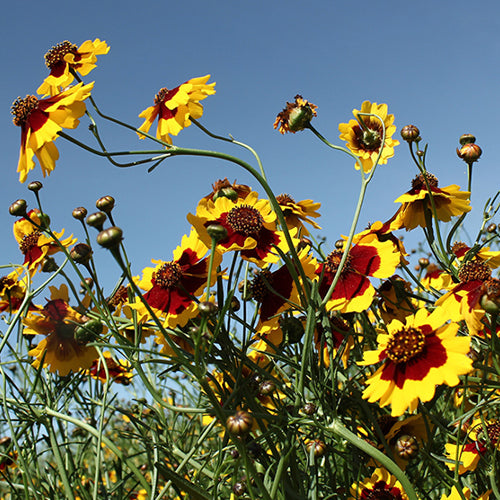 Sanvitalia Procumbens & Snake Eyes Daisy Seeds