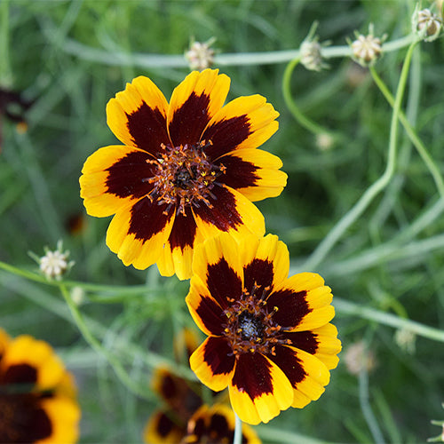 Sanvitalia-Procumbens-Snake-Eyes-Daisy-Seeds