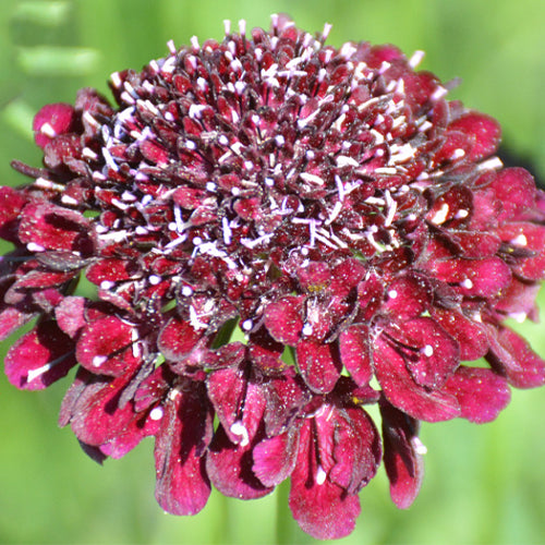 Scabiosa Atropurpurea & Pincushion Flowe Seeds