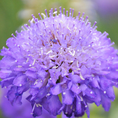 Scabiosa Atropurpurea & Pincushion Flowe Seeds