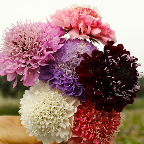 Scabiosa Atropurpurea & Pincushion Flowe Seeds