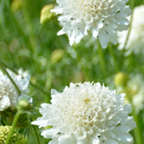 Scabiosa Atropurpurea & Pincushion Flowe Seeds