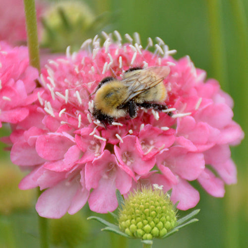 Scabiosa Atropurpurea & Pincushion Flowe Seeds
