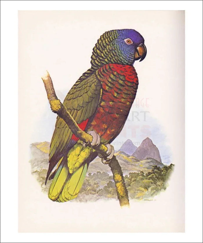 St. Lucia Amazon no. 556 - VINTAGEARTREPRINTS.COM