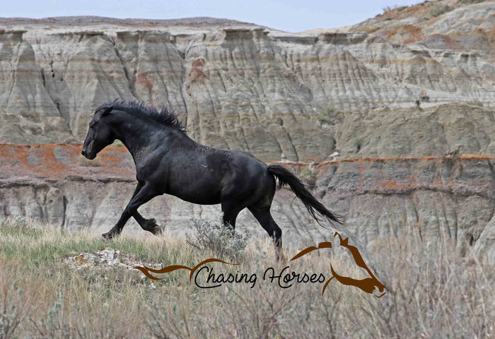 Stallion Mystery 8 Print