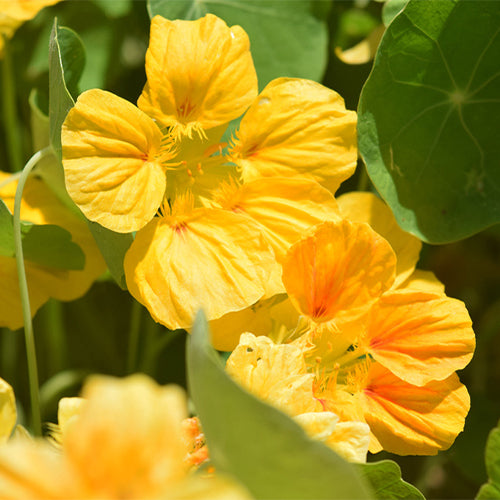 Tropaeolum-Majus-Nasturtium-Seeds