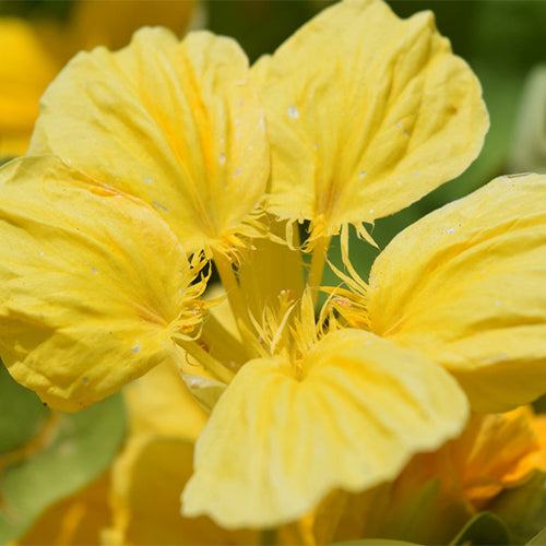 Tropaeolum-Majus-Nasturtium-Seeds